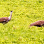 in relief to solar wind industry sc marks no go area to protect gibs https://jaipur.visitinrajasthan.com/wp-content/uploads/2023/10/cropped-cropped-R-2.png