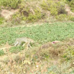 kuno cheetah crosses border to make baran new hunting ground https://jaipur.visitinrajasthan.com/wp-content/uploads/2023/10/cropped-cropped-R-2.png