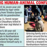 leopard kills 7 yr old boy neartemple at dusk in ranthambore https://jaipur.visitinrajasthan.com/wp-content/uploads/2023/10/cropped-cropped-R-2.png