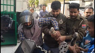 leopard strays into udaipur colony captured after 8 hour operation https://jaipur.visitinrajasthan.com/wp-content/uploads/2023/10/cropped-cropped-R-2.png