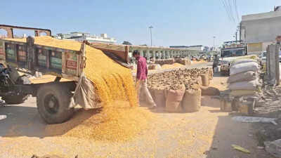 maize farmers in bhilwara seek msp after having to sell at a loss https://jaipur.visitinrajasthan.com/wp-content/uploads/2023/10/cropped-cropped-R-2.png