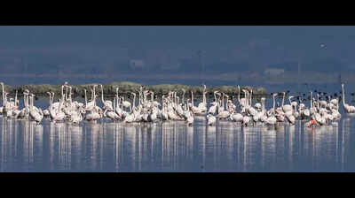 minor relief from cold wave fatehpur shivers at 35c https://jaipur.visitinrajasthan.com/wp-content/uploads/2023/10/cropped-cropped-R-2.png