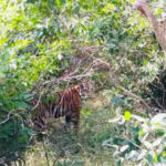mp tigress unfit for relocation to raj another being considered now https://jaipur.visitinrajasthan.com/wp-content/uploads/2023/10/cropped-cropped-R-2.png