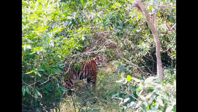 mp tigress unfit for relocation to raj another being considered now https://jaipur.visitinrajasthan.com/wp-content/uploads/2023/10/cropped-cropped-R-2.png