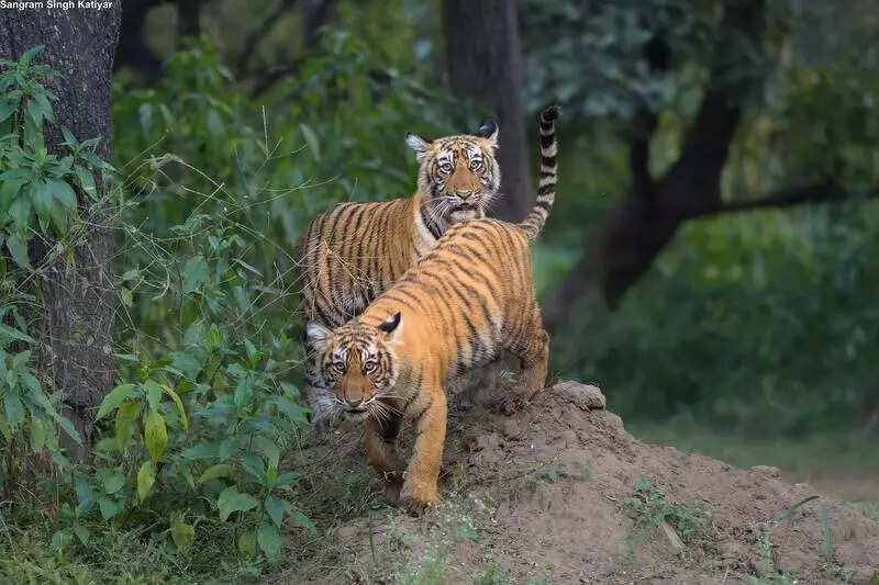 msid 125795122imgsize 62240.cms https://jaipur.visitinrajasthan.com/wp-content/uploads/2023/10/cropped-cropped-R-2.png