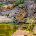 msid 125844700imgsize 89168.cms https://jaipur.visitinrajasthan.com/wp-content/uploads/2023/10/cropped-cropped-R-2.png