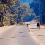 msid 125876848imgsize 13090.cms https://jaipur.visitinrajasthan.com/wp-content/uploads/2023/10/cropped-cropped-R-2.png