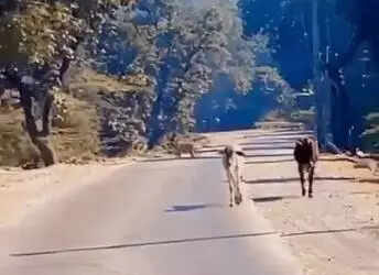 msid 125876848imgsize 13090.cms https://jaipur.visitinrajasthan.com/wp-content/uploads/2023/10/cropped-cropped-R-2.png