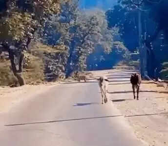 msid 125876848imgsize 13090.cms https://jaipur.visitinrajasthan.com/wp-content/uploads/2023/10/cropped-cropped-R-2.png