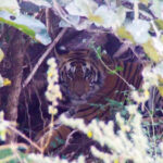 msid 125920304imgsize 65428.cms https://jaipur.visitinrajasthan.com/wp-content/uploads/2023/10/cropped-cropped-R-2.png