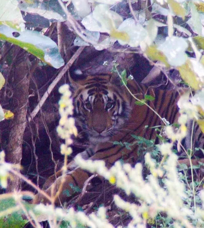 msid 125920304imgsize 65428.cms https://jaipur.visitinrajasthan.com/wp-content/uploads/2023/10/cropped-cropped-R-2.png