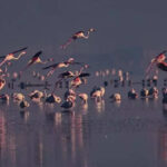 msid 126165850imgsize 22812.cms https://jaipur.visitinrajasthan.com/wp-content/uploads/2023/10/cropped-cropped-R-2.png