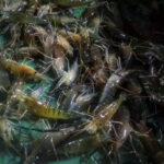 msid 126219611imgsize 51626.cms https://jaipur.visitinrajasthan.com/wp-content/uploads/2023/10/cropped-cropped-R-2.png