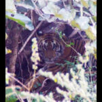 tigress eyed for translocation to raj eludes mp forest teams https://jaipur.visitinrajasthan.com/wp-content/uploads/2023/10/cropped-cropped-R-2.png