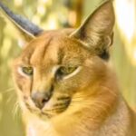 1769495541 image used for representative purpose only https://jaipur.visitinrajasthan.com/wp-content/uploads/2023/10/cropped-cropped-R-2.png