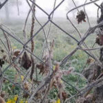 cold conditions worsen across raj fatehpur at 2c nagaur 1c https://jaipur.visitinrajasthan.com/wp-content/uploads/2023/10/cropped-cropped-R-2.png