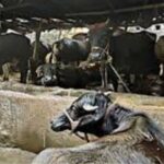 image used for representative purpose only https://jaipur.visitinrajasthan.com/wp-content/uploads/2023/10/cropped-cropped-R-2.png