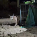 in a country first caracal radio collared in jaisalmer https://jaipur.visitinrajasthan.com/wp-content/uploads/2023/10/cropped-cropped-R-2.png