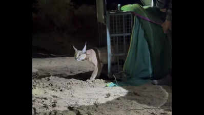 in a country first caracal radio collared in jaisalmer https://jaipur.visitinrajasthan.com/wp-content/uploads/2023/10/cropped-cropped-R-2.png