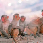 msid 126327412imgsize 22940.cms https://jaipur.visitinrajasthan.com/wp-content/uploads/2023/10/cropped-cropped-R-2.png