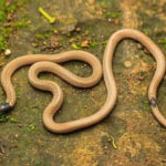 msid 126339869imgsize 51964.cms https://jaipur.visitinrajasthan.com/wp-content/uploads/2023/10/cropped-cropped-R-2.png