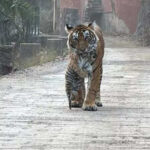 msid 126360609imgsize 76438.cms https://jaipur.visitinrajasthan.com/wp-content/uploads/2023/10/cropped-cropped-R-2.png