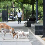 msid 126421552imgsize 41824.cms https://jaipur.visitinrajasthan.com/wp-content/uploads/2023/10/cropped-cropped-R-2.png