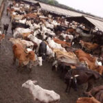 msid 127784636imgsize 59960.cms https://jaipur.visitinrajasthan.com/wp-content/uploads/2023/10/cropped-cropped-R-2.png