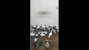 cops bust pigeon fighting racket 42 birds rescued three arrested https://jaipur.visitinrajasthan.com/wp-content/uploads/2023/10/cropped-cropped-R-2.png