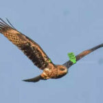 first wing tagged black kite recorded in raj confirms migratory link from mongolia https://jaipur.visitinrajasthan.com/wp-content/uploads/2023/10/cropped-cropped-R-2.png