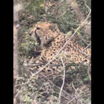 kuno cheetah crosses over to raj once again https://jaipur.visitinrajasthan.com/wp-content/uploads/2023/10/cropped-cropped-R-2.png