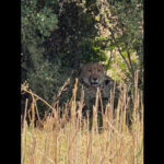 2 cheetahs from kuno range in baran district https://jaipur.visitinrajasthan.com/wp-content/uploads/2023/10/cropped-cropped-R-2.png