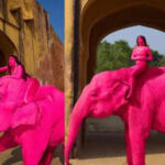 a russian photographer39s viral photoshoot featuring a bright pink painted elephant in jaipur has sparked online criticism and ethical concerns credits juliaburuleva https://jaipur.visitinrajasthan.com/wp-content/uploads/2023/10/cropped-cropped-R-2.png
