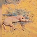 an endangered caracal was allegedly hunted and its carcass burnt in jaisalmer39s shahgarh border area https://jaipur.visitinrajasthan.com/wp-content/uploads/2023/10/cropped-cropped-R-2.png