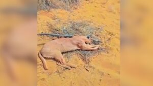 an endangered caracal was allegedly hunted and its carcass burnt in jaisalmer39s shahgarh border area https://jaipur.visitinrajasthan.com/wp-content/uploads/2023/10/cropped-cropped-R-2.png