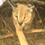 endangered caracal fitted with collar id for first time in jaisalmer https://jaipur.visitinrajasthan.com/wp-content/uploads/2023/10/cropped-cropped-R-2.png
