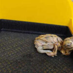 gib centre welcomes 2 chicks https://jaipur.visitinrajasthan.com/wp-content/uploads/2023/10/cropped-cropped-R-2.png