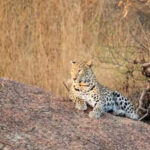 hc bans night safari at jawai leopard reserve https://jaipur.visitinrajasthan.com/wp-content/uploads/2023/10/cropped-cropped-R-2.png