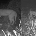 jaisalmer39s forest department is deploying motion sensing cameras in ghotaru to track the endangered caracal https://jaipur.visitinrajasthan.com/wp-content/uploads/2023/10/cropped-cropped-R-2.png