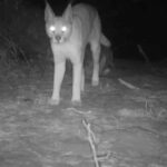 msid 128925807imgsize 17164.cms https://jaipur.visitinrajasthan.com/wp-content/uploads/2023/10/cropped-cropped-R-2.png