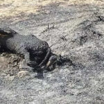 msid 129618746imgsize 96592.cms https://jaipur.visitinrajasthan.com/wp-content/uploads/2023/10/cropped-cropped-R-2.png