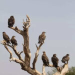 msid 129737547imgsize 29924.cms https://jaipur.visitinrajasthan.com/wp-content/uploads/2023/10/cropped-cropped-R-2.png