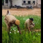 nagaur police seize 600 opium poppy plants arrest farmer https://jaipur.visitinrajasthan.com/wp-content/uploads/2023/10/cropped-cropped-R-2.png