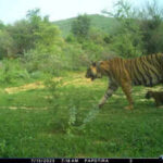 on ntca nudge forest dept tweaks ramgarh vishdhari conservation plan https://jaipur.visitinrajasthan.com/wp-content/uploads/2023/10/cropped-cropped-R-2.png