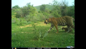 on ntca nudge forest dept tweaks ramgarh vishdhari conservation plan https://jaipur.visitinrajasthan.com/wp-content/uploads/2023/10/cropped-cropped-R-2.png