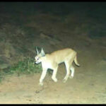 rare caracal captured on camera in bandh baretha https://jaipur.visitinrajasthan.com/wp-content/uploads/2023/10/cropped-cropped-R-2.png