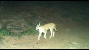 rare caracal captured on camera in bandh baretha https://jaipur.visitinrajasthan.com/wp-content/uploads/2023/10/cropped-cropped-R-2.png