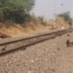 six camels were tragically killed after being struck by the leelan express while crossing railway tracks near lathi jaisalmer https://jaipur.visitinrajasthan.com/wp-content/uploads/2023/10/cropped-cropped-R-2.png