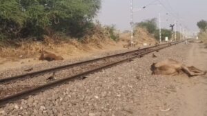 six camels were tragically killed after being struck by the leelan express while crossing railway tracks near lathi jaisalmer https://jaipur.visitinrajasthan.com/wp-content/uploads/2023/10/cropped-cropped-R-2.png