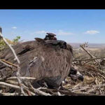 tagged kazakhstan cinereous vulture found dead in jodhpur https://jaipur.visitinrajasthan.com/wp-content/uploads/2023/10/cropped-cropped-R-2.png